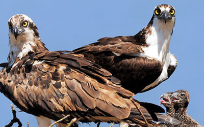 Saving The Osprey: How an Ohio Infrastructure Company is Helping to Build a Solid Foundation in Conservation