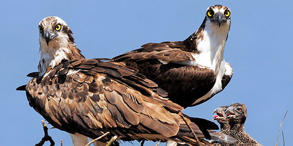 Saving The Osprey: How an Ohio Infrastructure Company is Helping to Build a Solid Foundation in Conservation